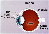 Cataract Anatomy